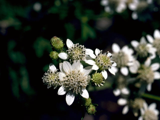 Verbesina virginica (Frostweed) #16172