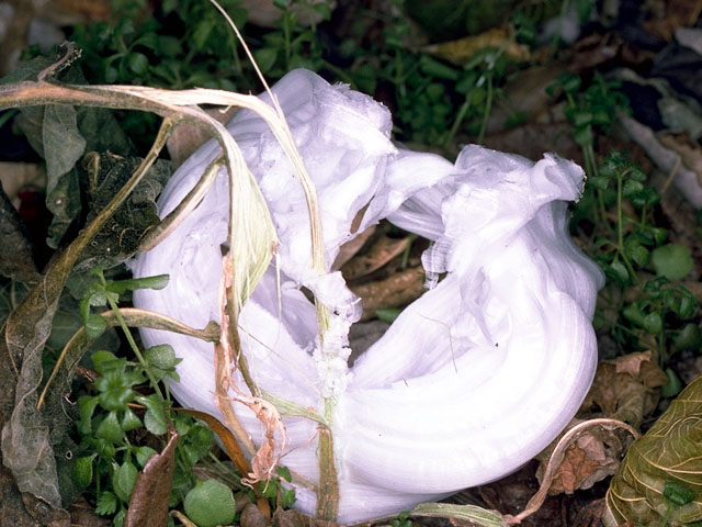 Verbesina virginica (Frostweed) #16174