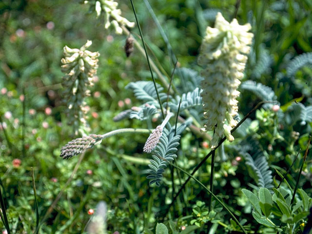 Astragalus pomonensis (Pomona milkvetch) #16248