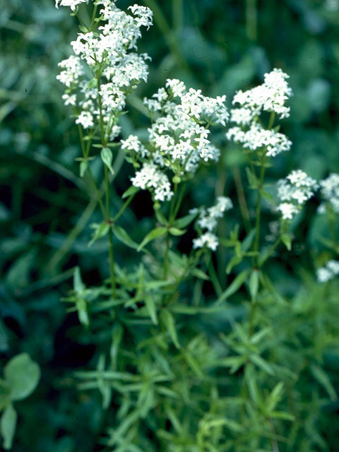 Galium boreale (Northern bedstraw) #16264