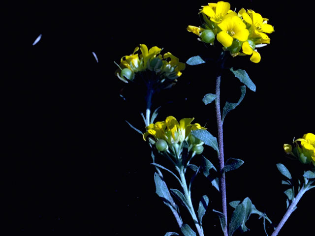 Lesquerella fendleri (Fendler's bladderpod) #16278