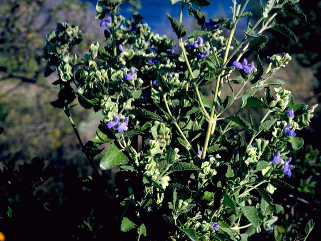 Salvia ballotiflora (Shrubby blue sage) #16292