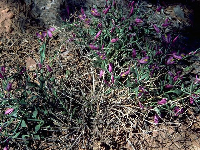 Polygala subspinosa (Spiny milkwort) #16316