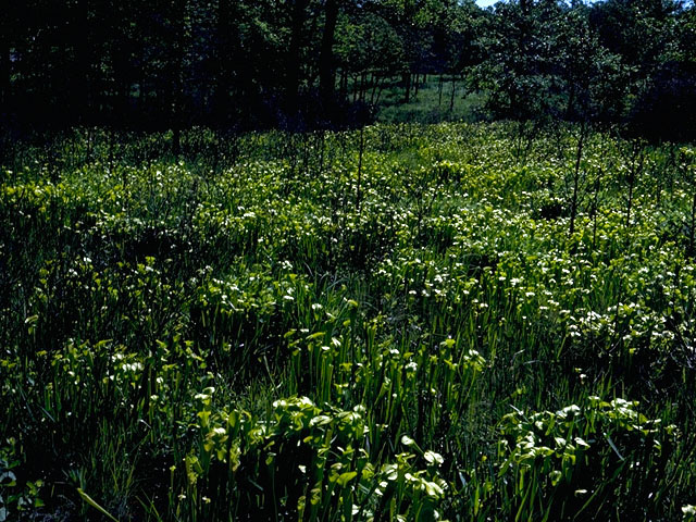 Sarracenia oreophila (Green pitcherplant) #16335