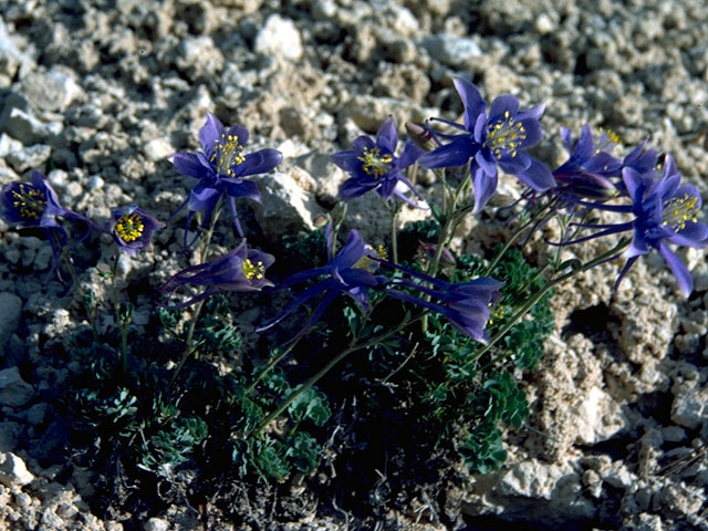 Aquilegia saximontana (Rocky mountain blue columbine) #16357