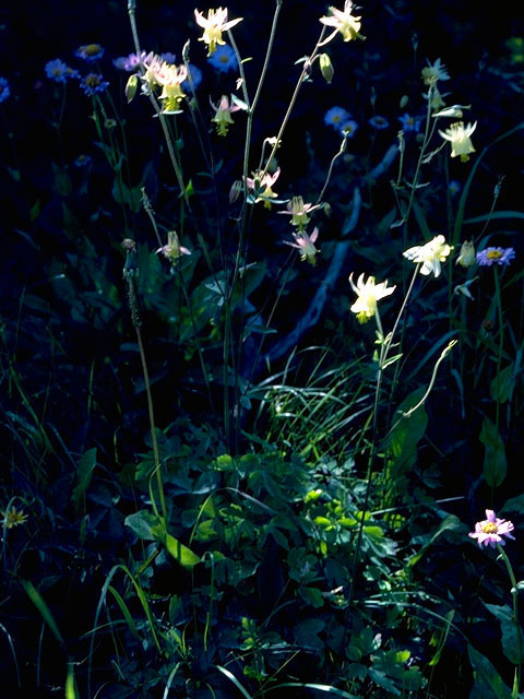 Aquilegia scopulorum (Utah columbine) #16358