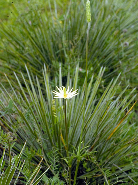 Anemone berlandieri (Tenpetal anemone) #16364