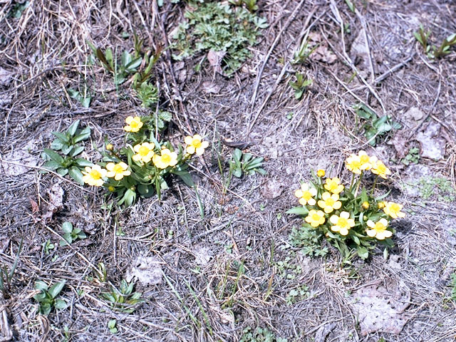 Ranunculus glaberrimus (Sagebrush buttercup) #16373