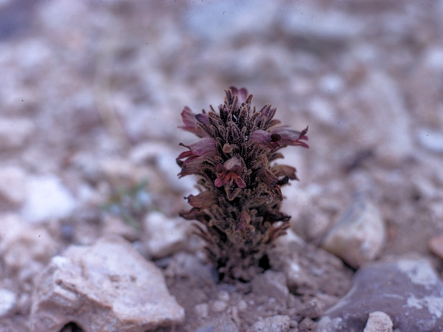 Orobanche ludoviciana (Louisiana broomrape) #16380