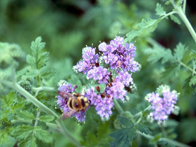 Phacelia congesta (Caterpillars) #16476