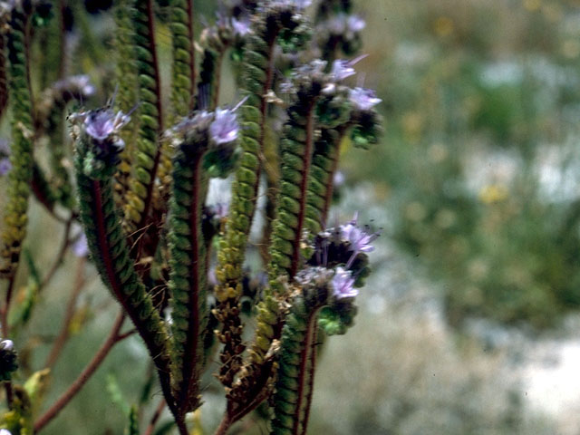 Phacelia crenulata var. corrugata (Cleft-leaf wild heliotrope) #16478