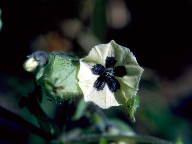 Physalis viscosa (Starhair groundcherry) #16506