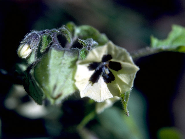 Physalis viscosa (Starhair groundcherry) #16507