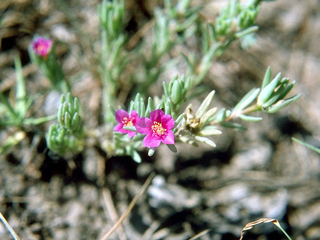 Portulaca pilosa (Kiss me quick) #16548