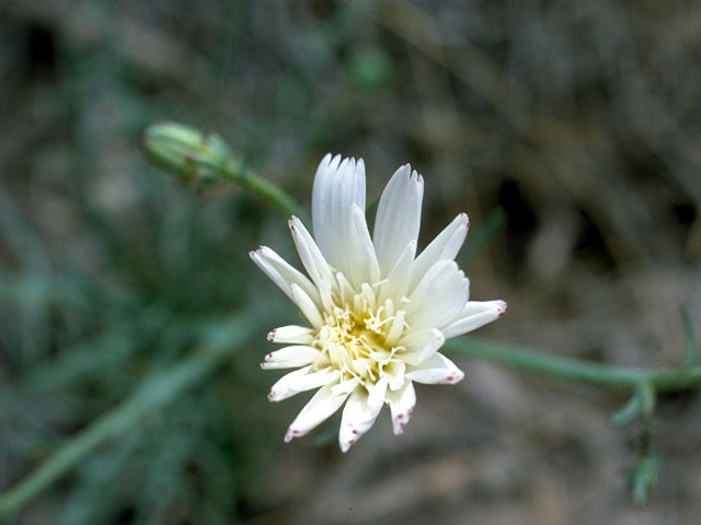 Rafinesquia neomexicana (New mexico plumeseed) #16580