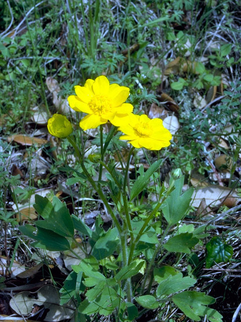 Ranunculus macranthus (Large buttercup) #16586