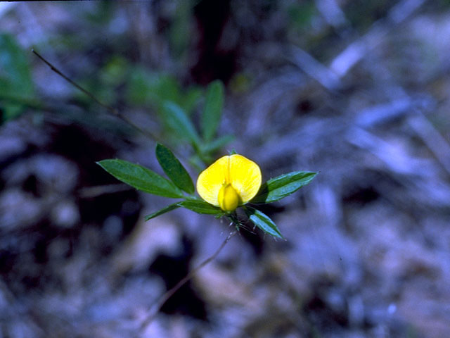 Rhynchosia senna var. texana (Texas snoutbean) #16606