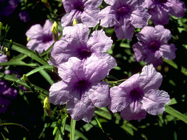 Ruellia malacosperma (Softseed wild petunia) #16634