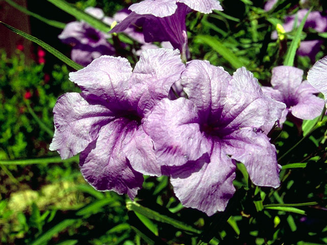 Ruellia malacosperma (Softseed wild petunia) #16635