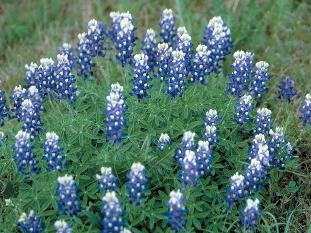 Lupinus texensis (Texas bluebonnet) #17427