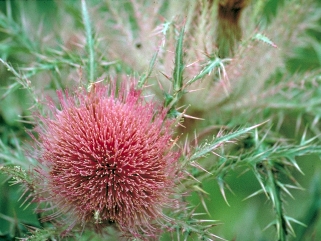 Cirsium horridulum (Bristle thistle) #17438