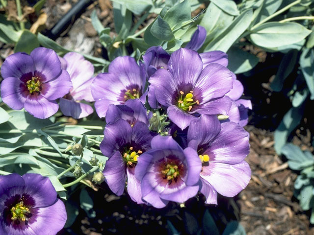 Eustoma exaltatum ssp. russellianum (Texas bluebells) #10327