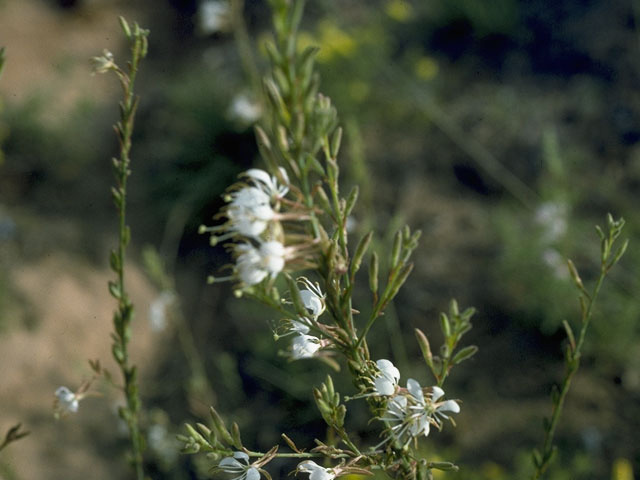 Oenothera cinerea (Woolly beeblossom) #10389