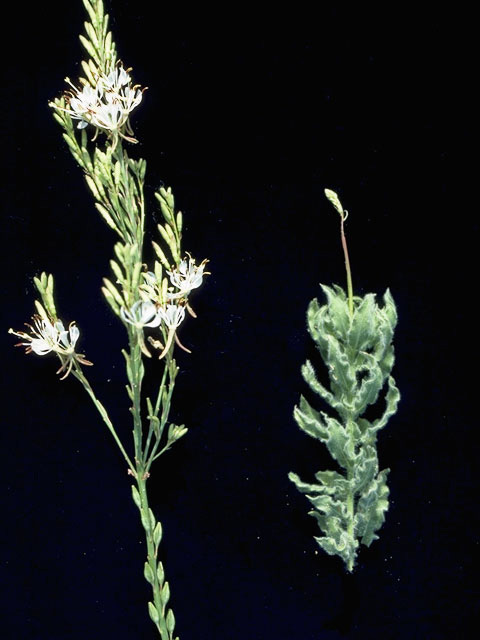 Oenothera cinerea (Woolly beeblossom) #10390