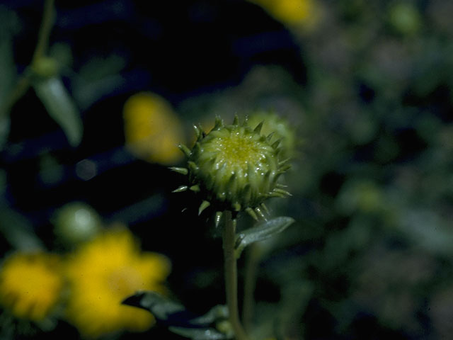 Grindelia camporum (Great valley gumweed) #10401