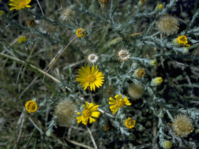 Machaeranthera gracilis (Slender goldenweed) #10405