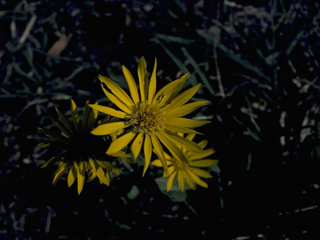 Machaeranthera pinnatifida var. pinnatifida (Lacy tansyaster) #10407