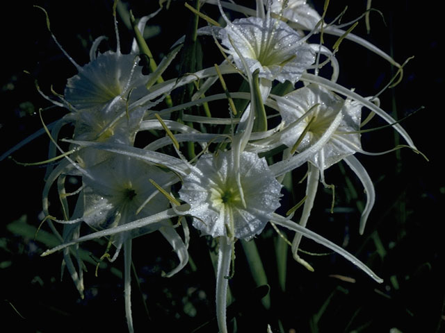 Hymenocallis liriosme (Texas spiderlily) #10419