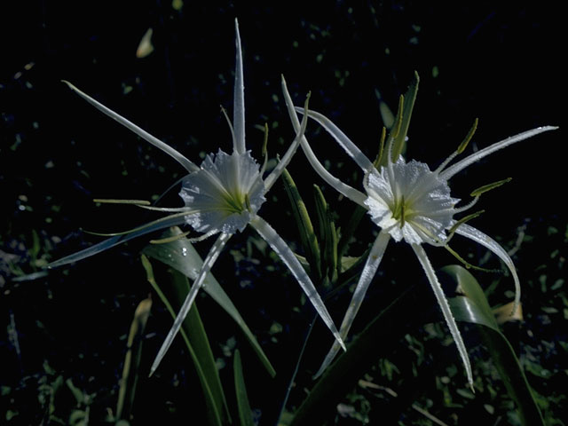 Hymenocallis liriosme (Texas spiderlily) #10420