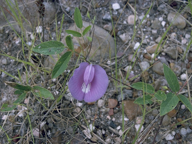 Centrosema virginianum (Spurred butterfly pea) #10461