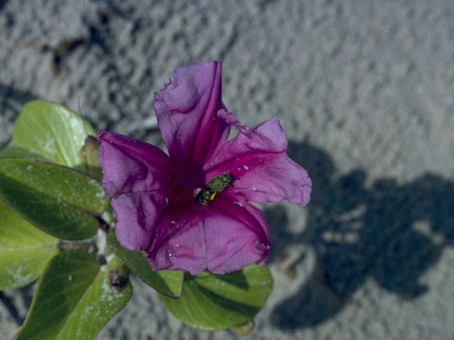 Ipomoea pes-caprae (Railroad vine) #10473