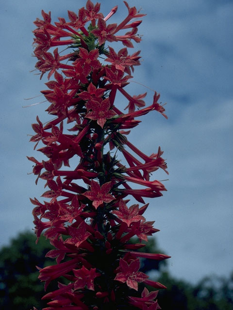 Ipomopsis rubra (Standing cypress) #10484