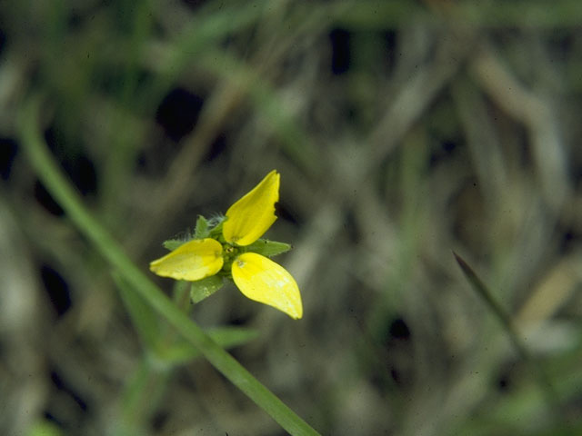 Lindheimera texana (Texas yellowstar) #10561