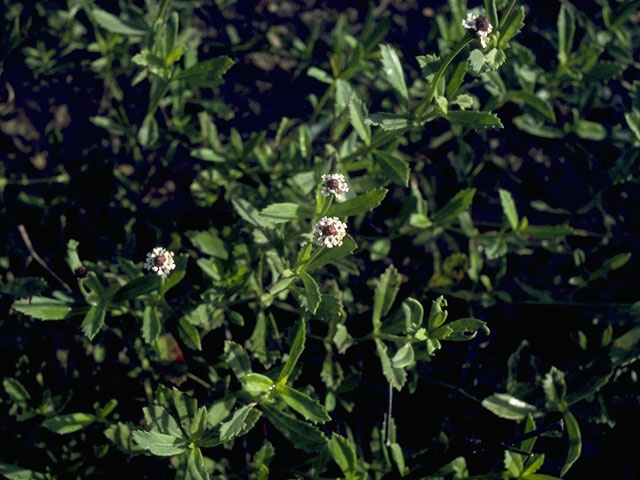 Phyla nodiflora (Texas frogfruit) #10585