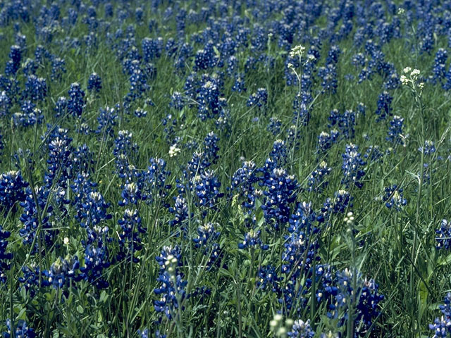 Lupinus texensis (Texas bluebonnet) #10622
