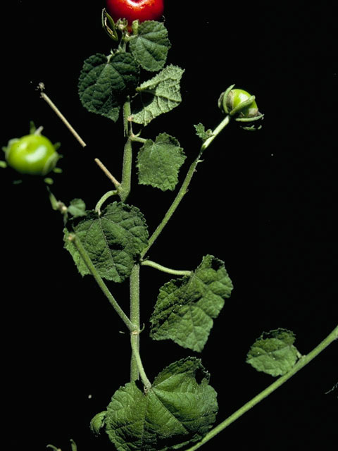 Malvaviscus arboreus var. drummondii (Turk's cap) #10652