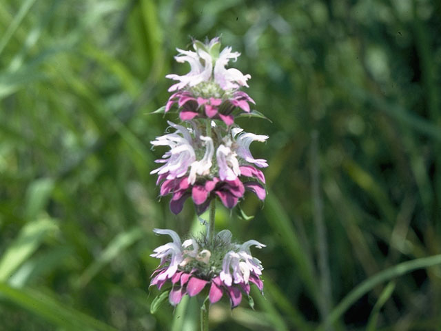 Monarda citriodora (Lemon beebalm) #10698