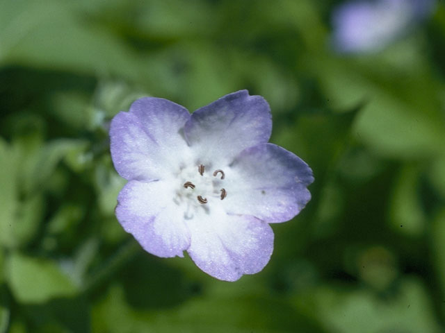 Nemophila phacelioides (Texas baby blue eyes) #10735