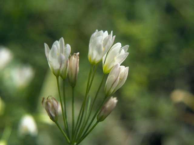 Nothoscordum bivalve (Crowpoison) #10752