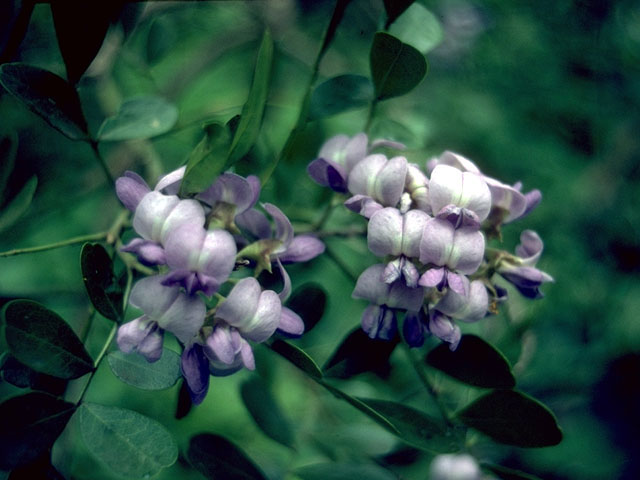 Sophora secundiflora (Texas mountain laurel) #15204