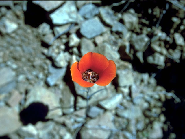 Calochortus kennedyi (Desert mariposa lily) #15215