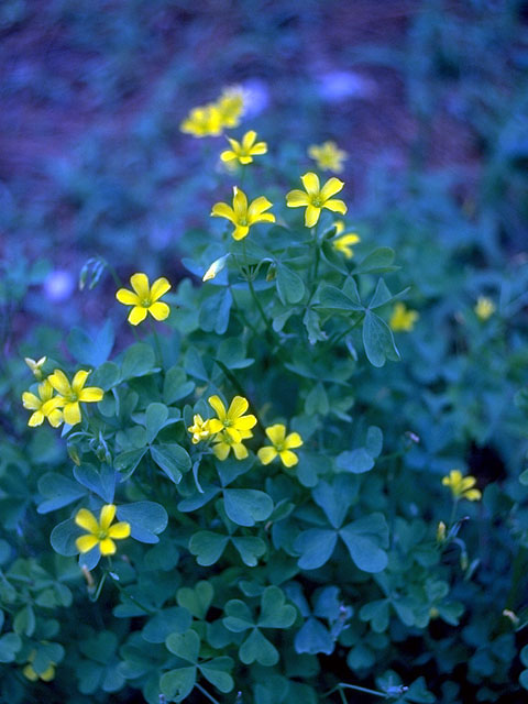 Oxalis stricta (Common yellow oxalis) #15274