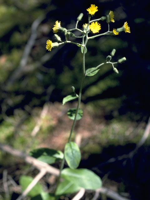 Hieracium paniculatum (Allegheny hawkweed) #10791