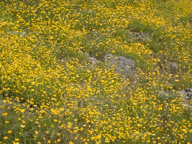 Tetraneuris linearifolia var. linearifolia (Fineleaf fournerved daisy) #10822