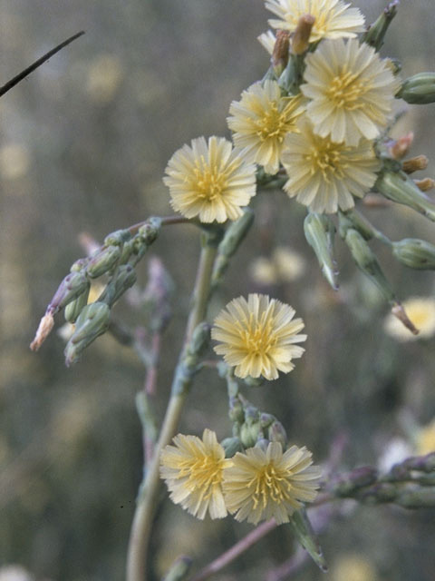 Lactuca canadensis (Canada lettuce) #10843