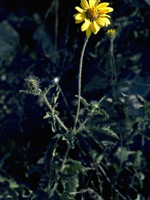 Perityle gilensis var. gilensis (Gila rockdaisy) #10848